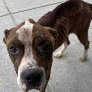 Untitled design (87)